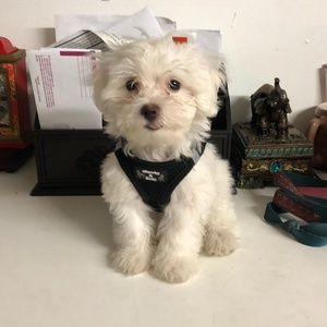 Meet your Posher, Xochi